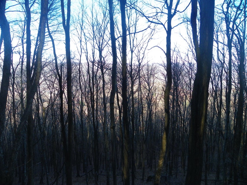 Photo #9: 118 Sylvan Way