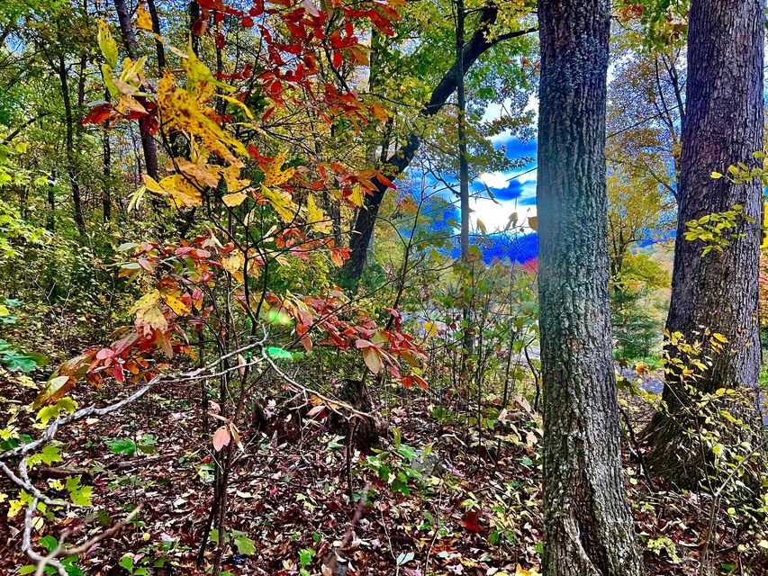 Photo #3: Tbd Grassy Creek Rd