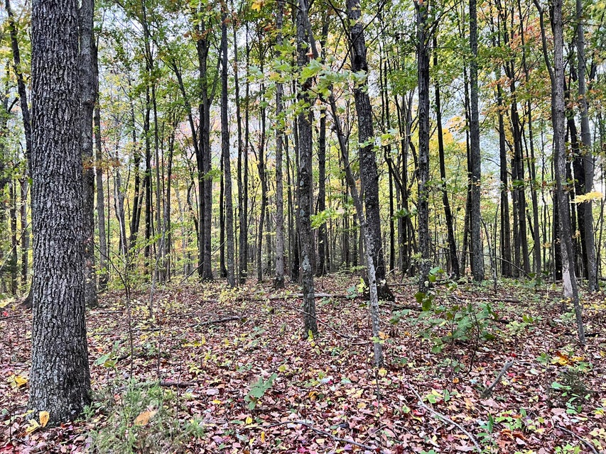 Photo #5: Tbd Grassy Creek Rd