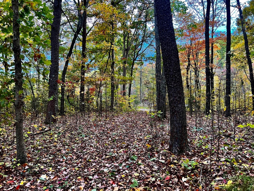 Photo #9: Tbd Grassy Creek Rd