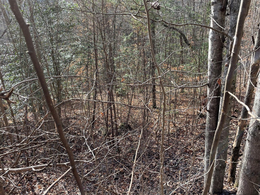 Photo #8: 3899 Bear Track Way