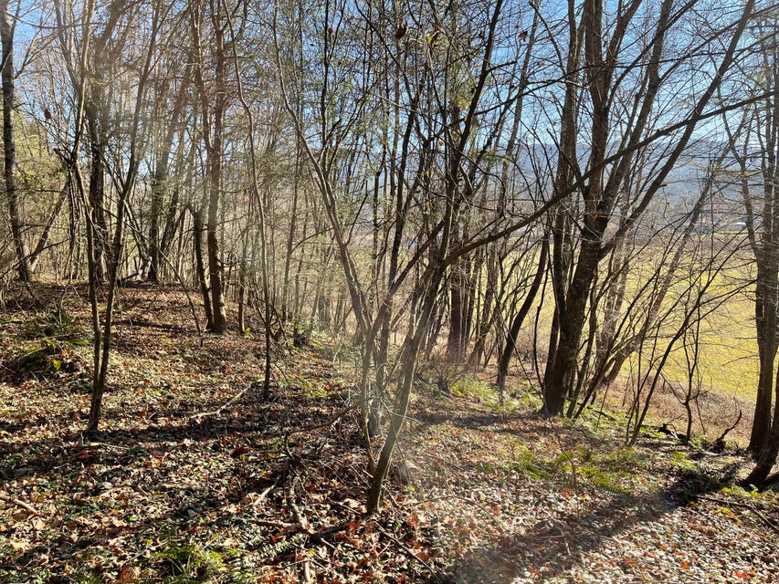 Photo #20: Tbd Old Cold Springs Road