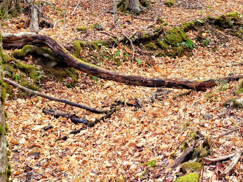 Photo #14: Lot 2 P 2 Theo's Way