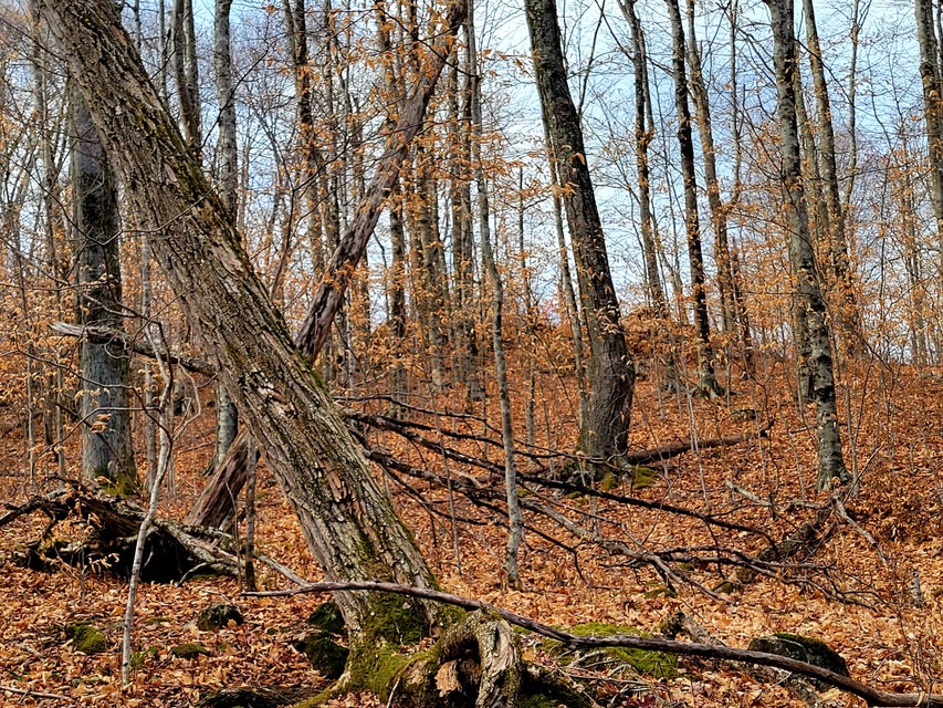 Photo #18: Lot 2 P 2 Theo's Way
