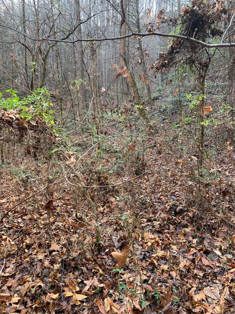 Photo #7: 38.4 Acres Off Wilhite Road
