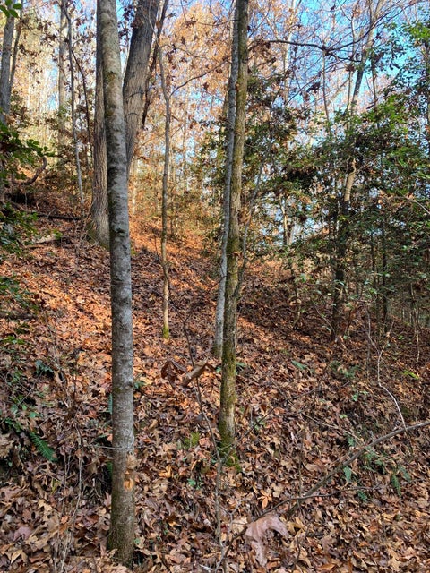 Photo #9: 38.4 Acres Off Wilhite Road