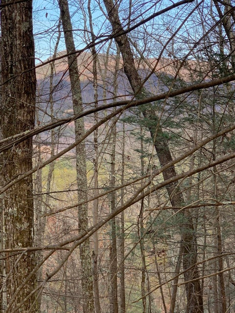 Photo #16: 38.4 Acres Off Wilhite Road