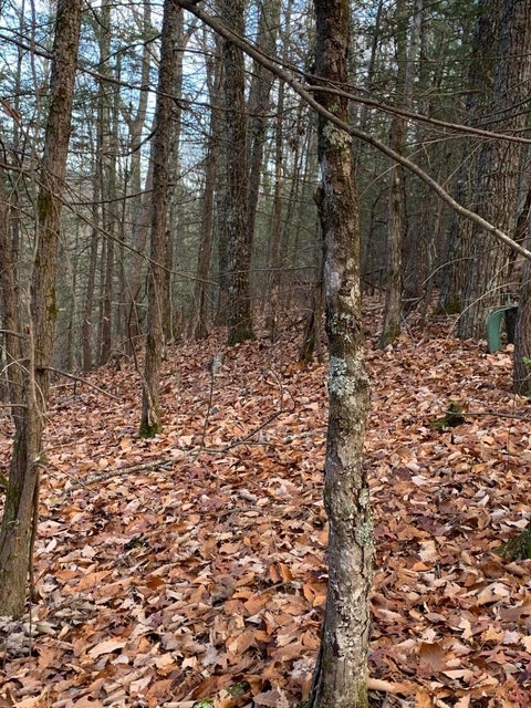 Photo #17: 38.4 Acres Off Wilhite Road