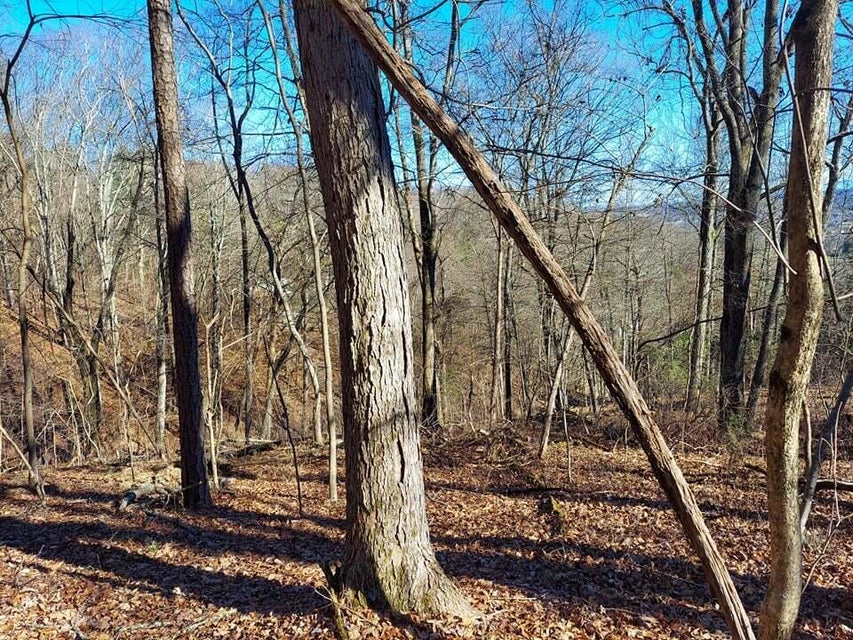Photo #18: 2.5 Acres Tom Treece Road