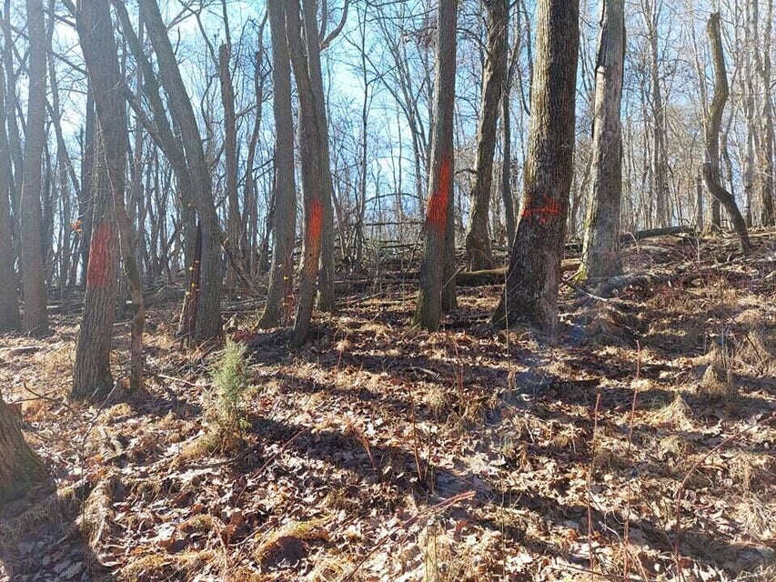 Photo #30: 2.5 Acres Tom Treece Road