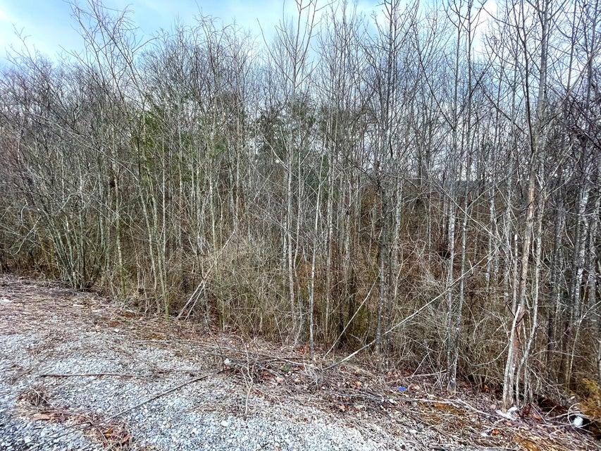 Photo #8: 8+ Acres Cosby Highway