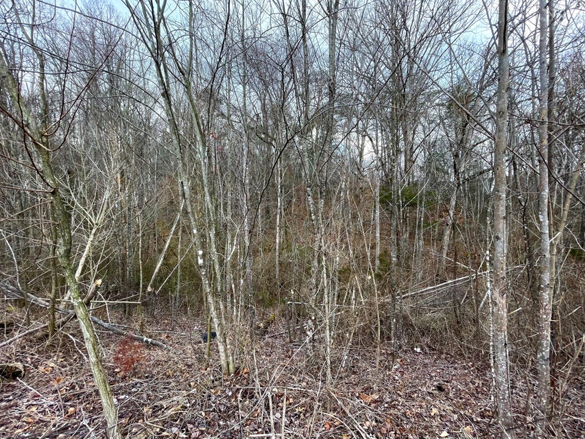 Photo #6: 8+ Acres Cosby Highway