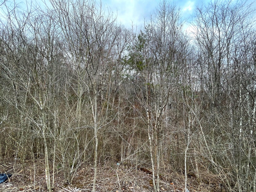 Photo #5: 8+ Acres Cosby Highway