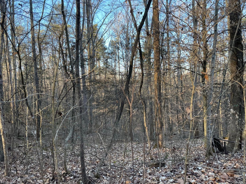 Photo #4: 8+ Acres Cosby Highway