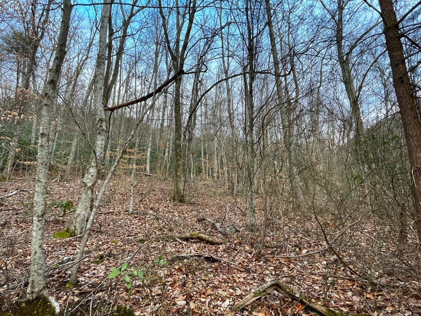 Photo #7: 4.5ac Green Forest Road