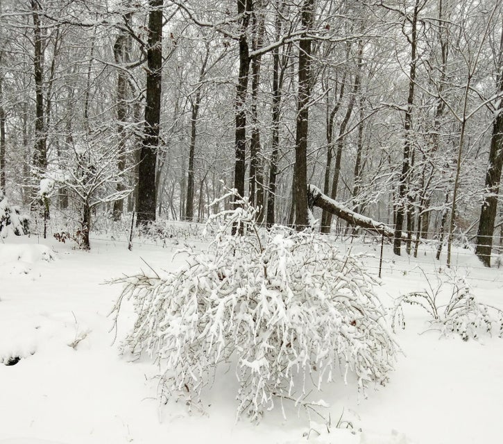 Photo #7: 356 Lories Lane