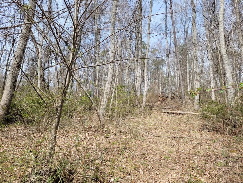 Photo #7: Tbd Highway 11w