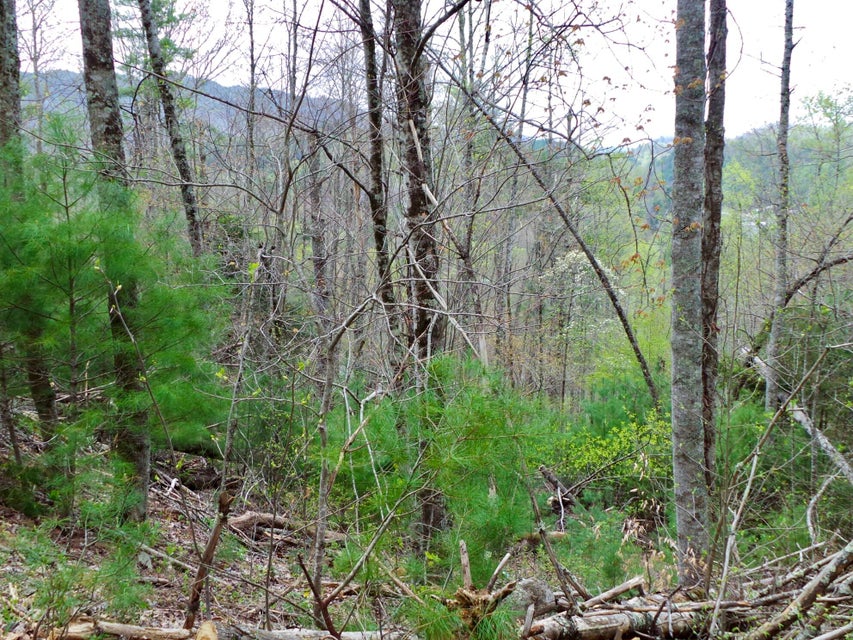 Photo #24: 48 & 49 Mountain Loop Road