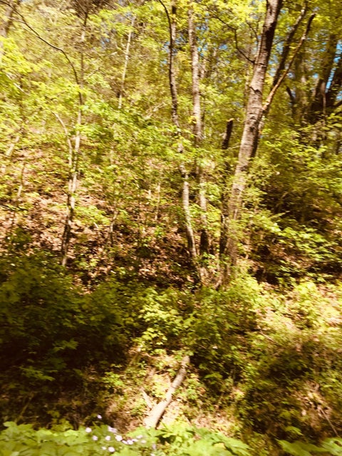 Photo #15: Lot 12 Moore Road