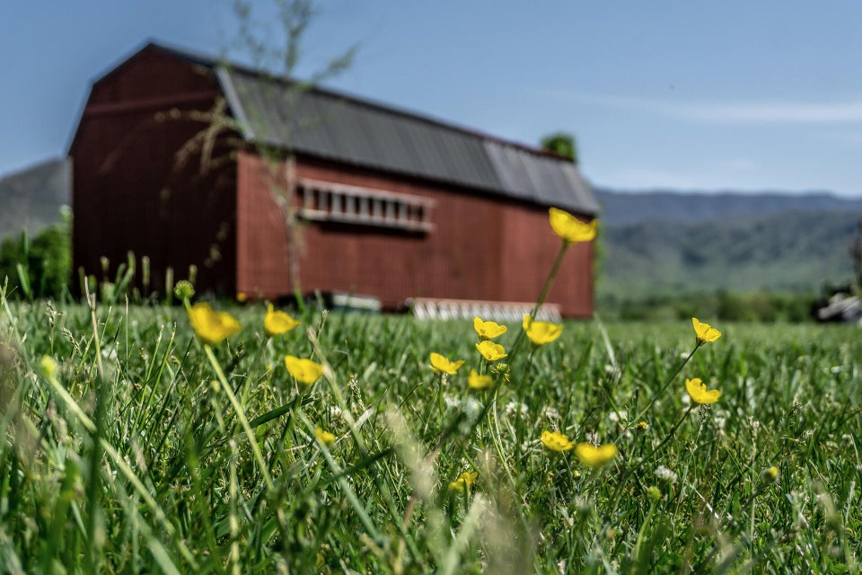 Photo #14: 339 W I Bowman Road