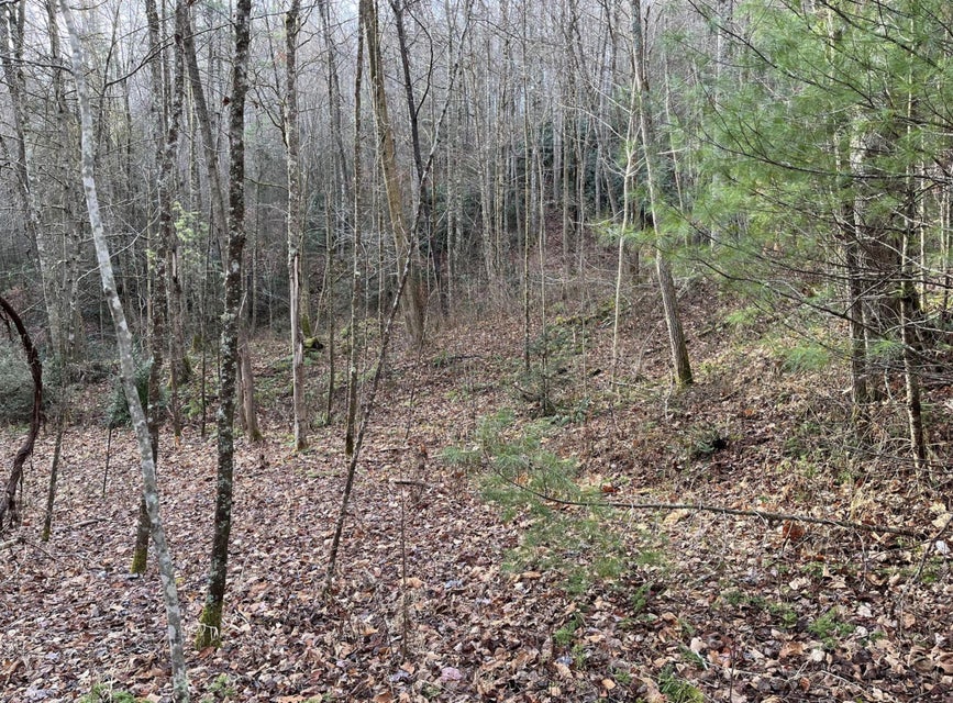 Photo #5: Tract 1 Heaton Branch Road