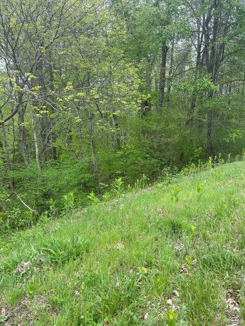 Photo #2: Lot 50 West Of Dry Hill Road