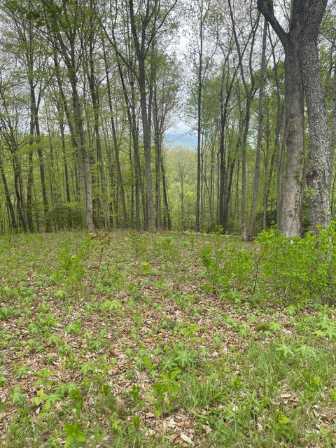 Photo #3: Lot 50 West Of Dry Hill Road