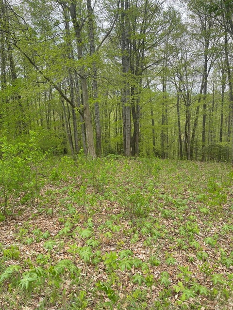 Photo #4: Lot 50 West Of Dry Hill Road
