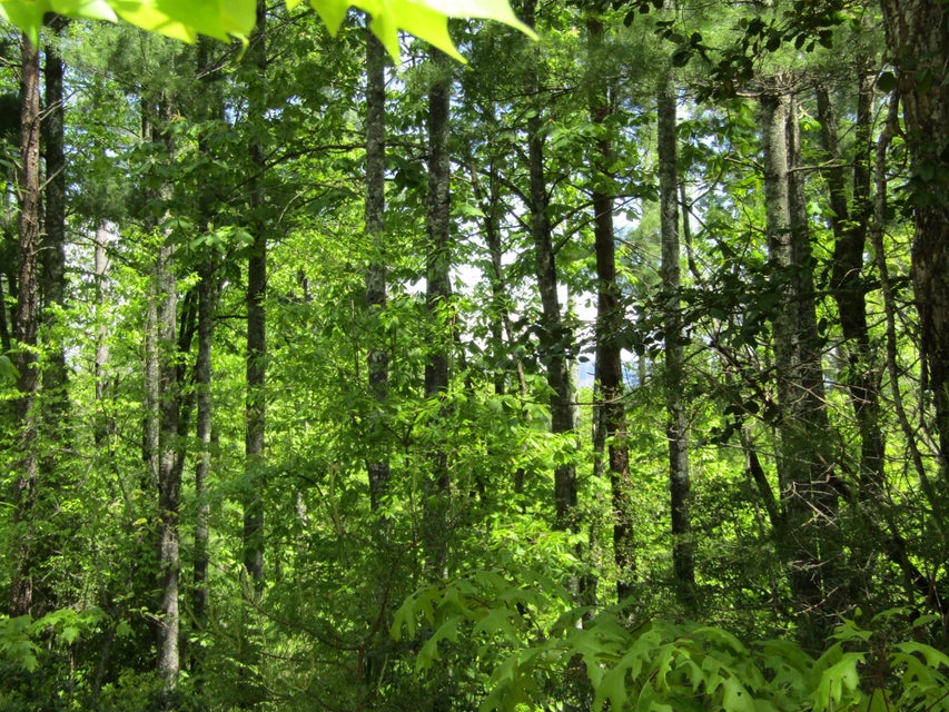 Photo #3: Tba Roan Creek Road