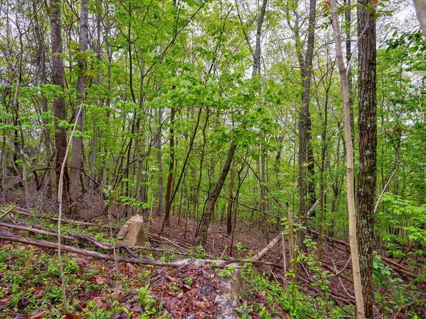 Photo #15: Lot 547 Timber Creek Road