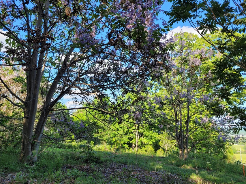 Photo #8: 157 Forest Hills Road Road