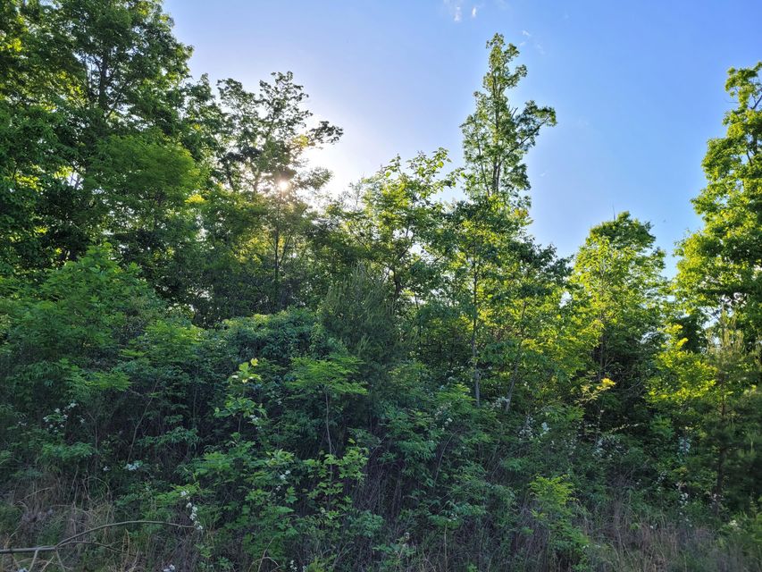 Photo #10: 157 Forest Hills Road Road
