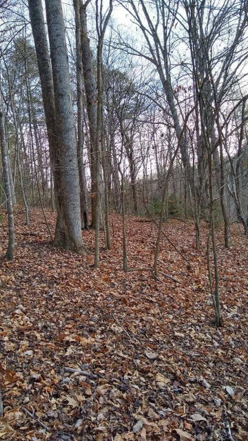 Photo #4: Tbd Roan Creek Road