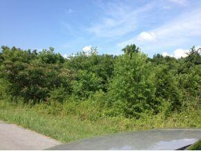 Photo #4: 00 Powder Branch Road