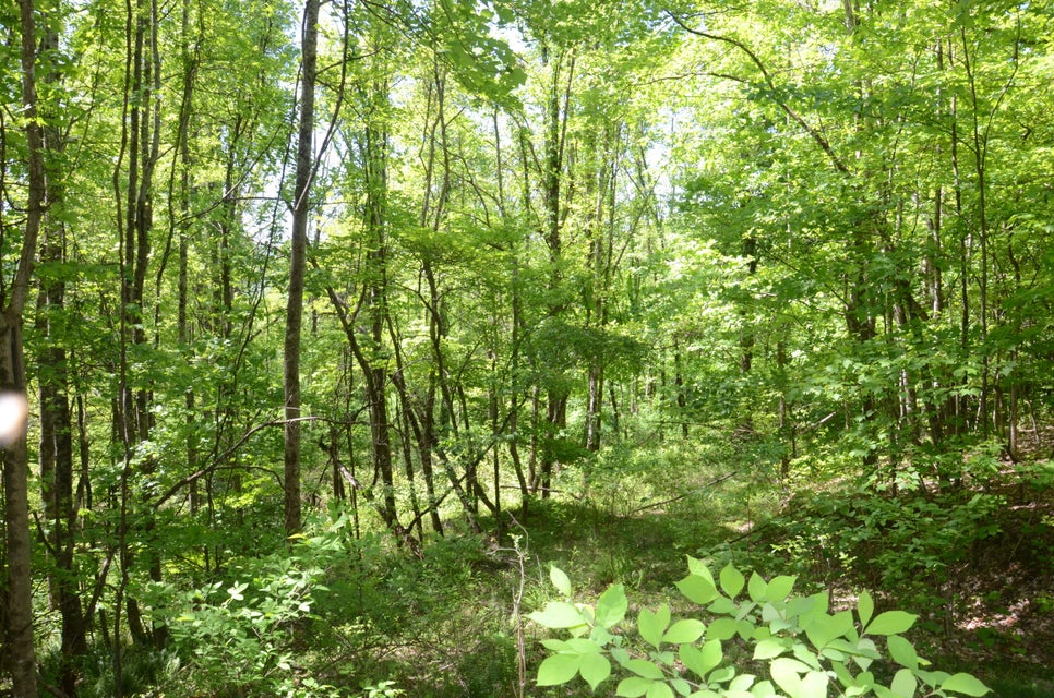 Photo #9: Tbd Hayters Gap Rd