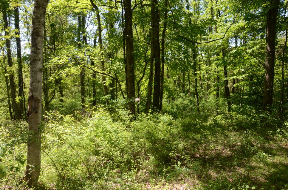 Photo #10: Tbd Hayters Gap Rd