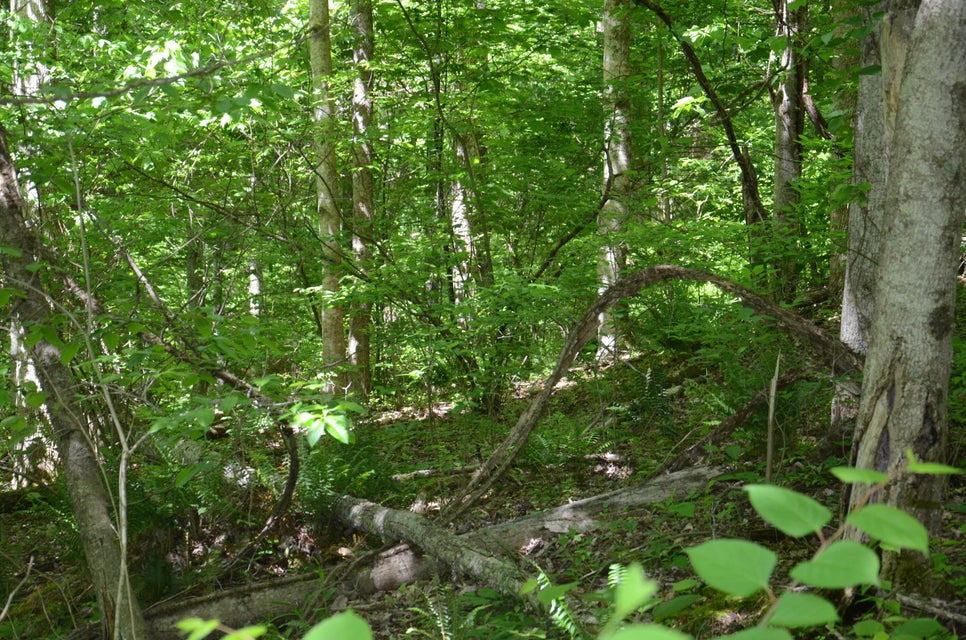 Photo #12: Tbd Hayters Gap Rd