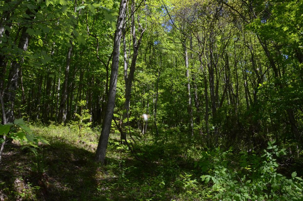 Photo #13: Tbd Hayters Gap Rd
