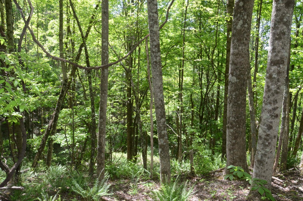 Photo #15: Tbd Hayters Gap Rd
