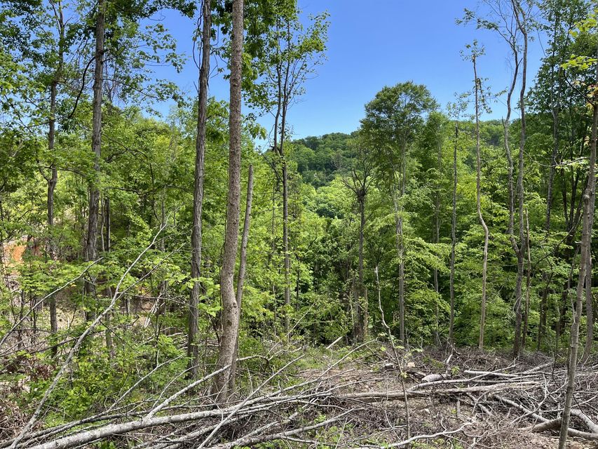 Photo #16: Tbd Bear Hollow Road