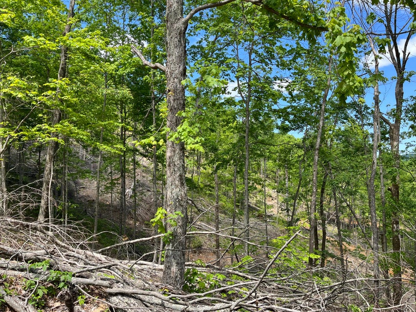 Photo #32: Tbd Bear Hollow Road
