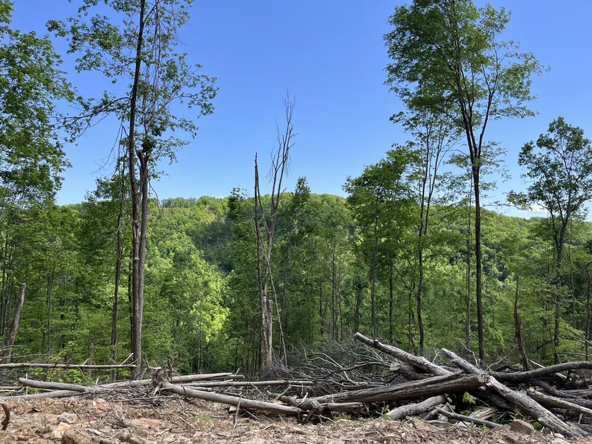 Photo #39: Tbd Bear Hollow Road