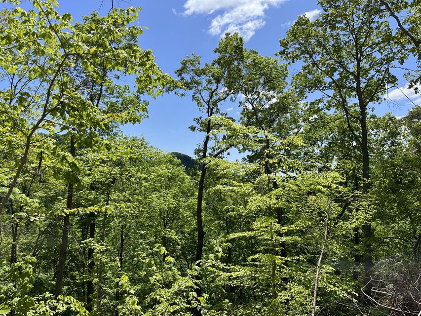 Photo #48: Tbd Bear Hollow Road