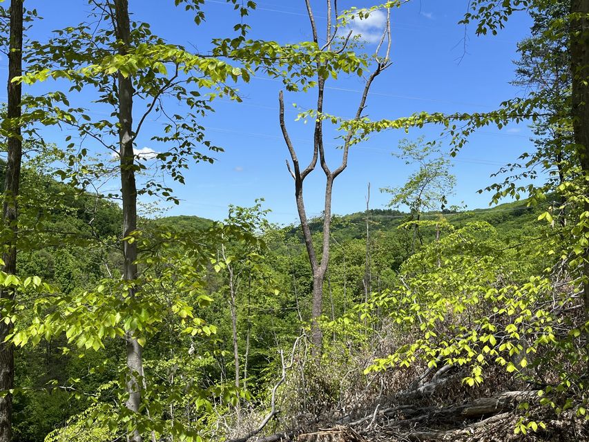 Photo #49: Tbd Bear Hollow Road