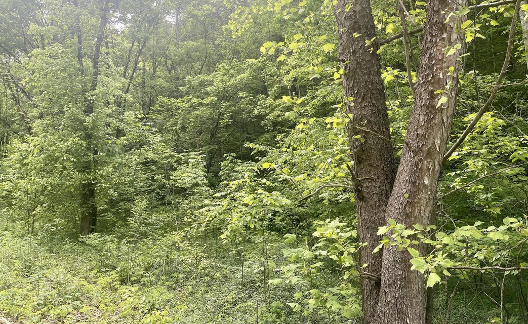 Photo #8: Tbd Speedwell Church Road