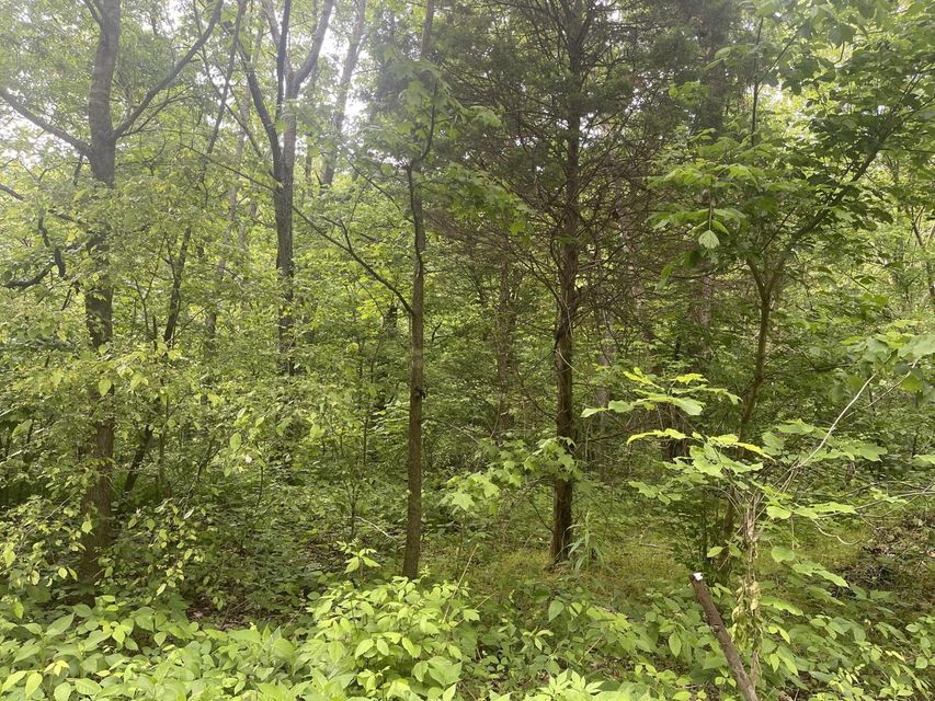 Photo #4: Tbd Speedwell Church Road