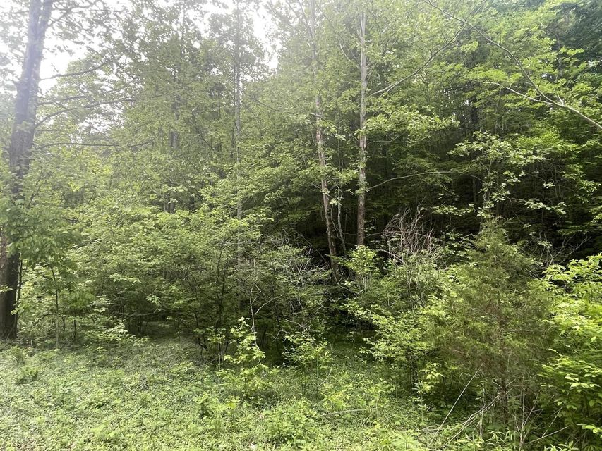 Photo #7: Tbd Speedwell Church Road