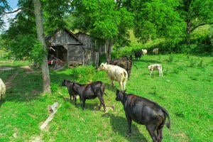 Photo #9: 000 Haynes Valley Road