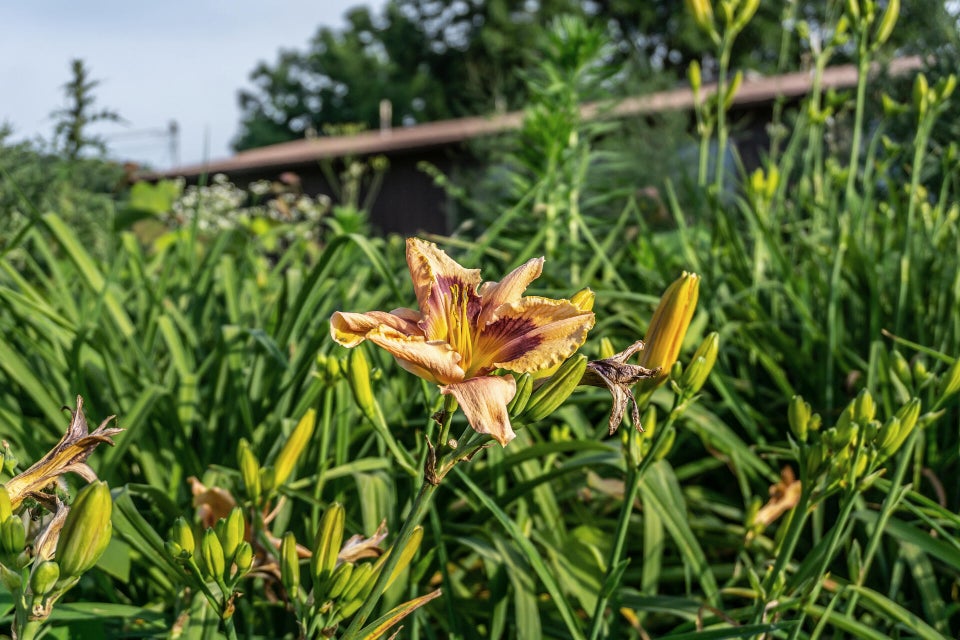 Photo #7: 9915 Warrensburg Road