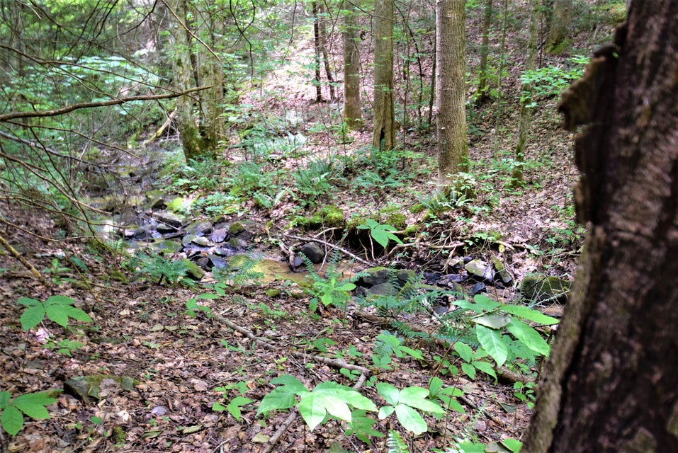 Photo #11: Lot 6 & 7 Grouse Run Road